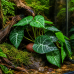 Штучна рослина Hobby Alocasia 1 24 × 14 см (37717) для тераріуму, акватераріуму та палюдаріуму