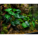 Штучна рослина Hobby Alocasia 2 40 × 20 см (37718) для тераріуму, акватераріуму та палюдаріуму