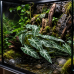 Штучна рослина Hobby Calathea 2 40×20 см (37715) для тераріуму, акватераріуму та палюдаріуму