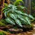 Штучна рослина Hobby Calathea 2 40×20 см (37715) для тераріуму, акватераріуму та палюдаріуму