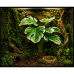 Штучна рослина Hobby Monstera White 40 см (37712) для тераріуму, акватераріуму та палюдаріуму