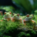 Натуральний мох торф’яний Terrario ForestHeart Sphagnum Moss 100г для тераріумів та орхідей