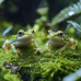 Натуральний мох торф’яний Terrario ForestHeart Sphagnum Moss 100г для тераріумів та орхідей