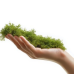 Натуральний мох торф’яний Terrario ForestHeart Sphagnum Moss 100г для тераріумів та орхідей