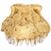 Крокодилячий череп Repti-Zoo Crocodile Skull M ERS34M 18×10×5,5 см - декоративне укриття для тераріуму та акваріуму