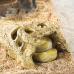 Крокодилячий череп Repti-Zoo Crocodile Skull M ERS34M 18×10×5,5 см - декоративне укриття для тераріуму та акваріуму