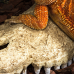Крокодилячий череп Repti-Zoo Crocodile Skull M ERS34S 11x6x4 см - декоративне укриття для тераріуму та акваріуму