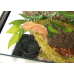 Ліана гнучка з натуральним мохом для тераріуму Repti-Zoo Artificial Moss Vine 2см x 2м (RV0220)