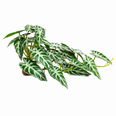 Штучна рослина Hobby Calathea 2 40×20 см (37715) для тераріуму, акватераріуму та палюдаріуму