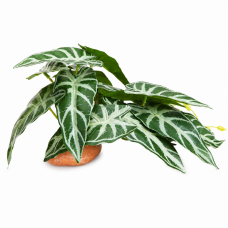 Штучна рослина Hobby Calathea 1 24×14 см (37714) для тераріуму, акватераріуму та палюдаріуму